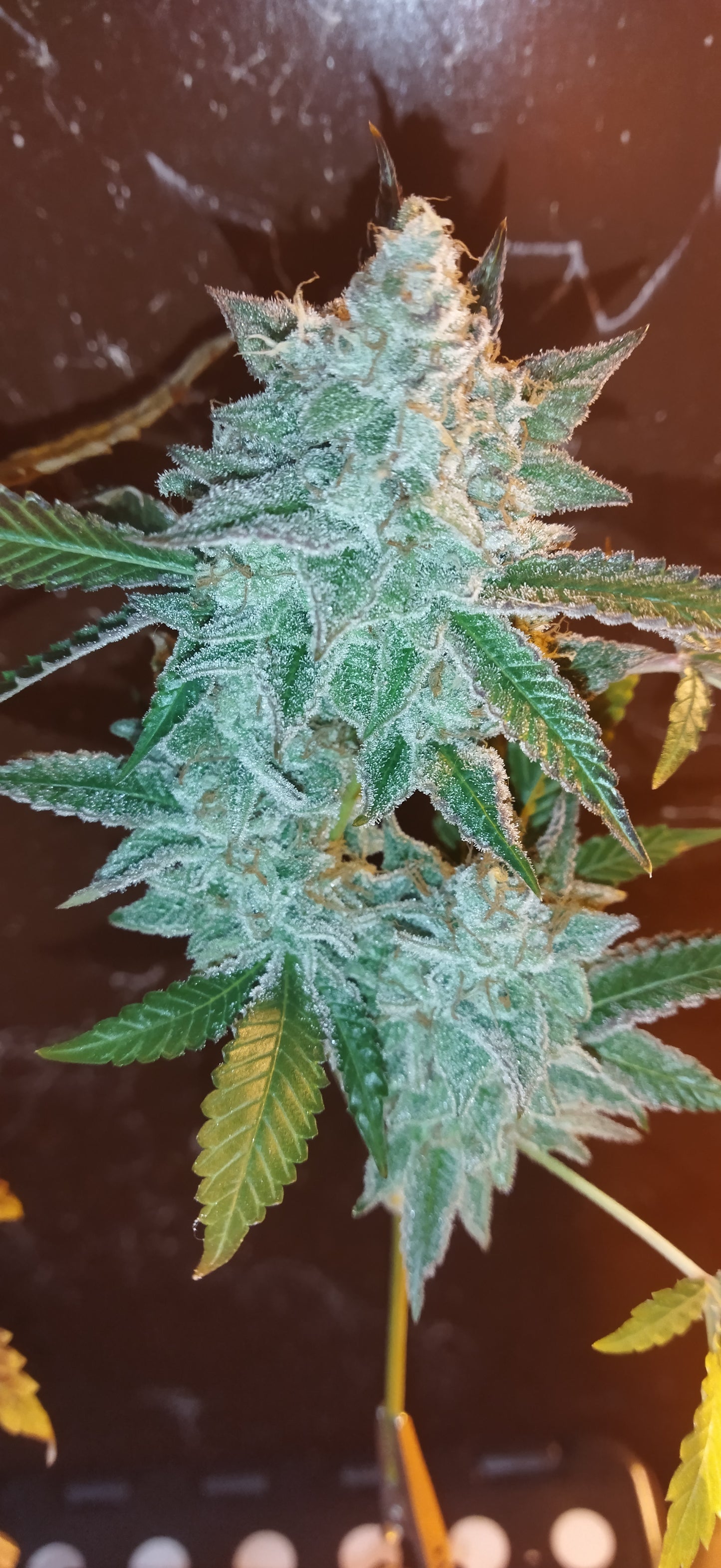 Chocolate Mint Og x Tangi x3 semillas Chef Genetics