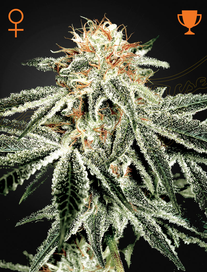 White Widow x3 semillas Green House Seeds