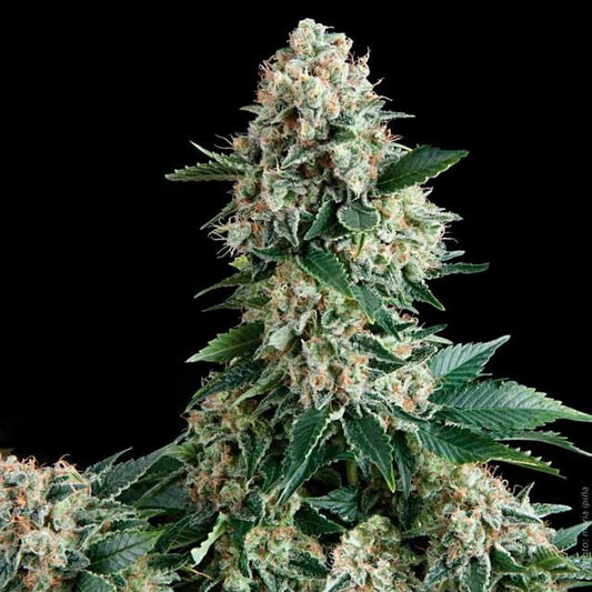 Auto Amnesia Gold x4 semillas Pyramid Seeds