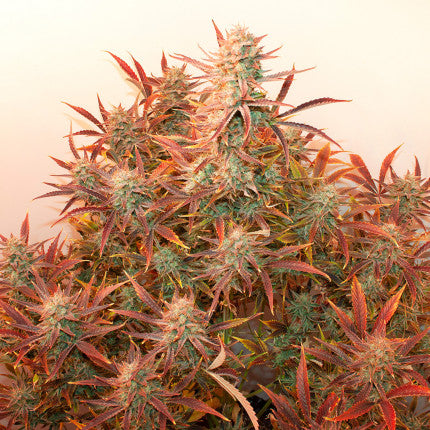 Auto Banana Blaze x3 semillas Dutch Passion