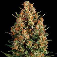 Auto Fresh Candy x4 semillas Pyramid Seeds