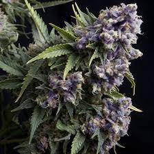 Auto Purple x4 semillas Pyramid Seeds