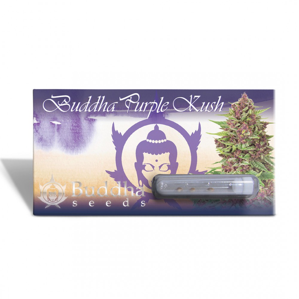 Purple Kush x3 semillas Buddha Seeds