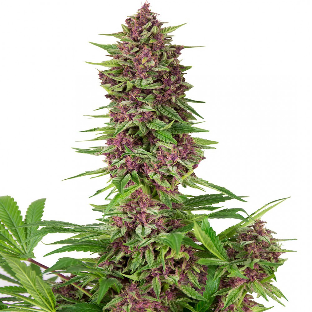 Purple Kush x3 semillas Buddha Seeds