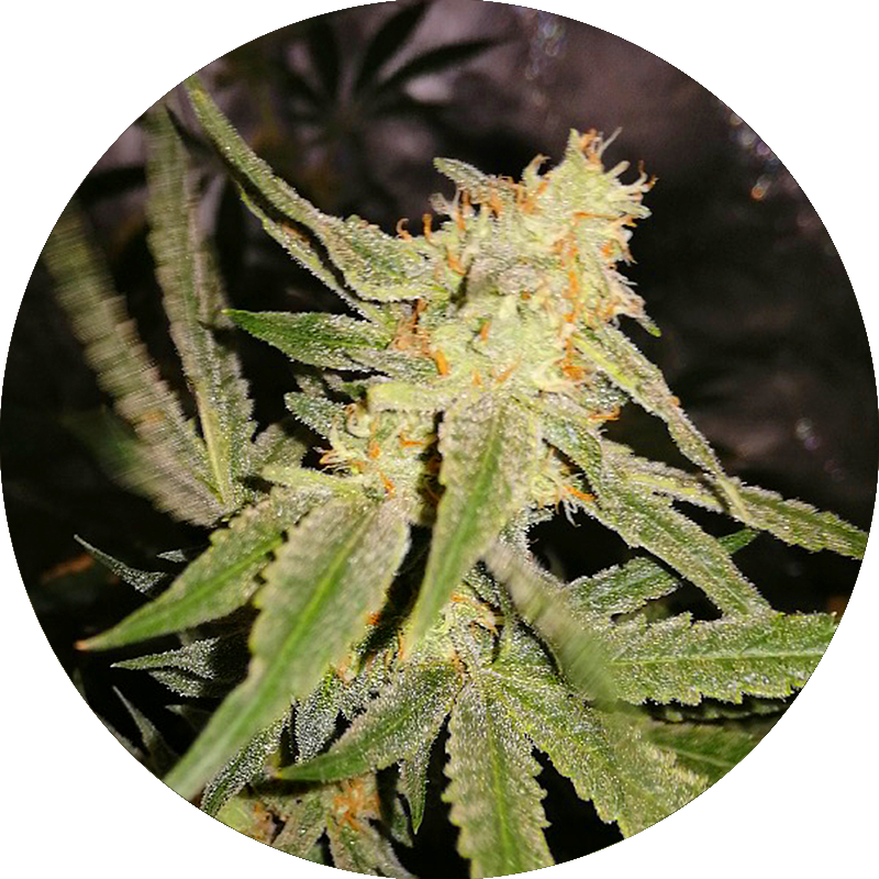 Chocolate Mint Og x Tangi x3 semillas Chef Genetics