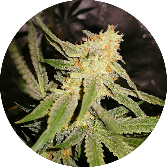 Chocolate Mint Og x Tangi x3 semillas Chef Genetics