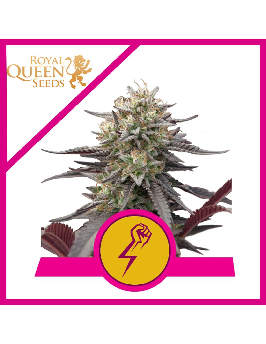 Green Crack Punch x3 semillas Royal Queen Seeds