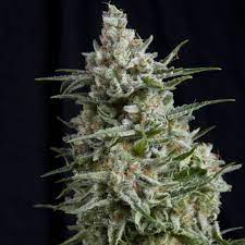 Anesthesia CBD x4 semillas Pyramid Seeds