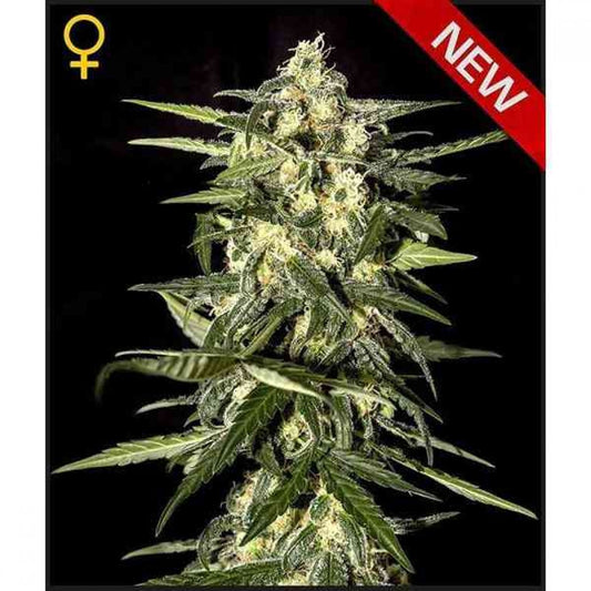 Jack Herer Auto x3 semillas Green House Seeds