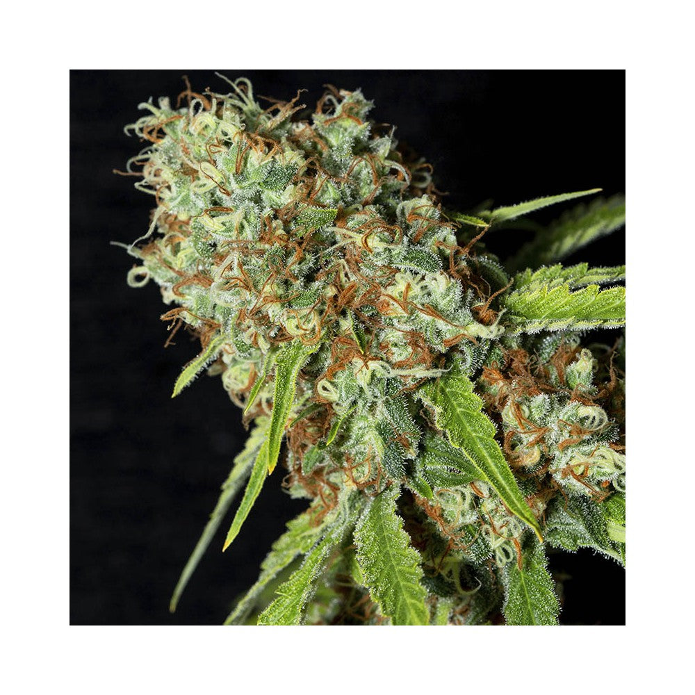 Jamaican Dream CBD x4 semillas Eva Seeds