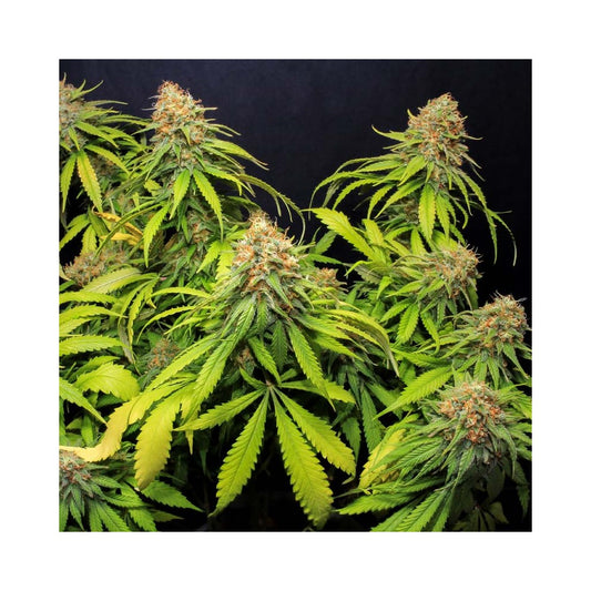 Jamaican Dream CBD x4 semillas Eva Seeds