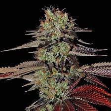 King Kush Auto x3 semillas Green House Seeds