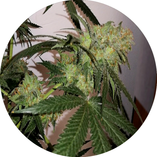 Platinum Chef Runtz x5 Semillas Chef Genetics