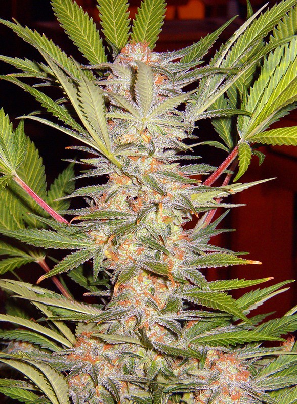 S.A.D Fast Version x4 semillas Sweet Seeds