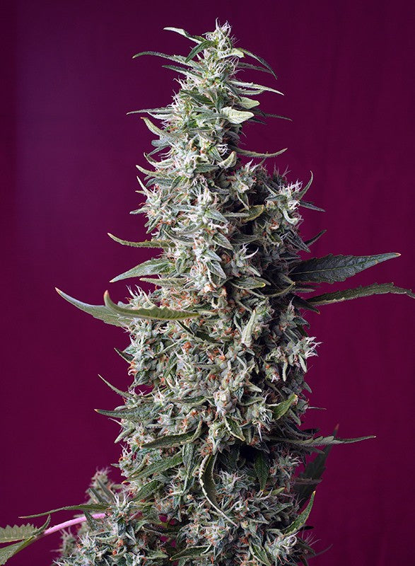 Sweet Cherry Pie 3+1 Sweet Seeds