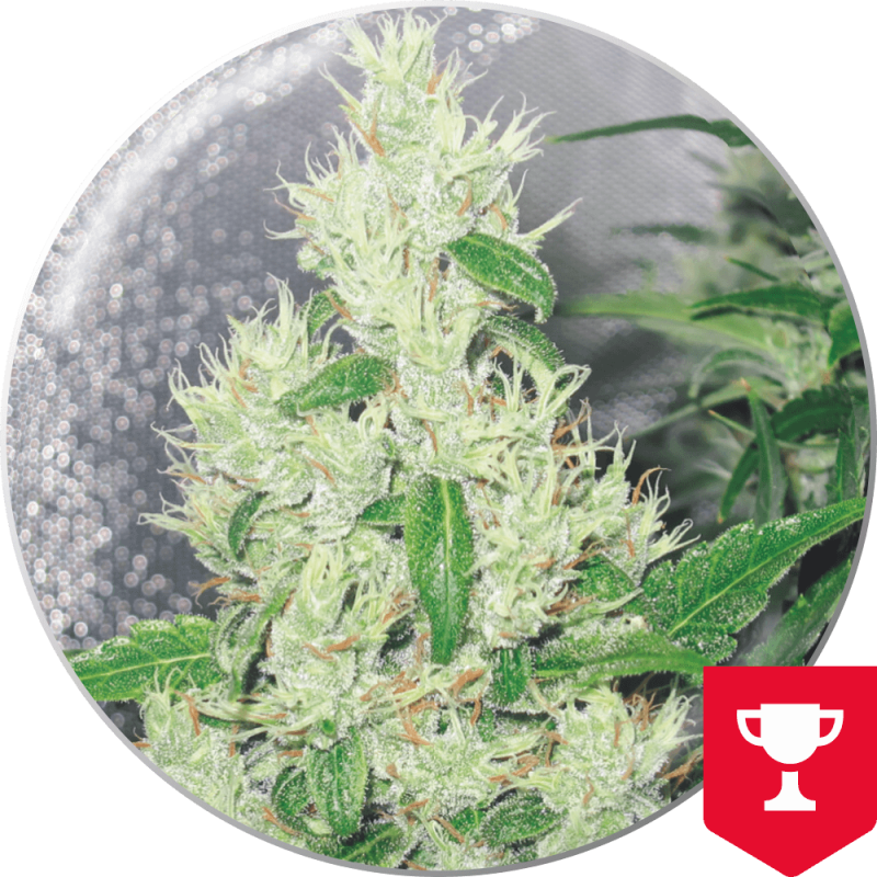 Y Griega x3 semillas Medical Seeds