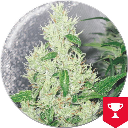 Y Griega x3 semillas Medical Seeds