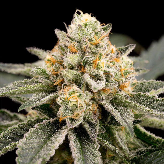 Zombie Bride x 3 semillas Ripper Seeds